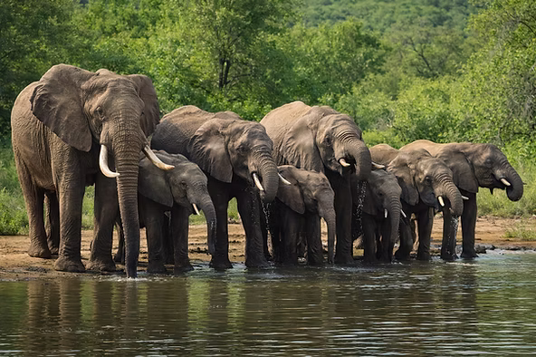 Unforgettable luxury: Thornybush Nature Reserve and Franschhoek