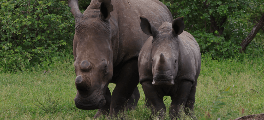 Kruger National Park Safari