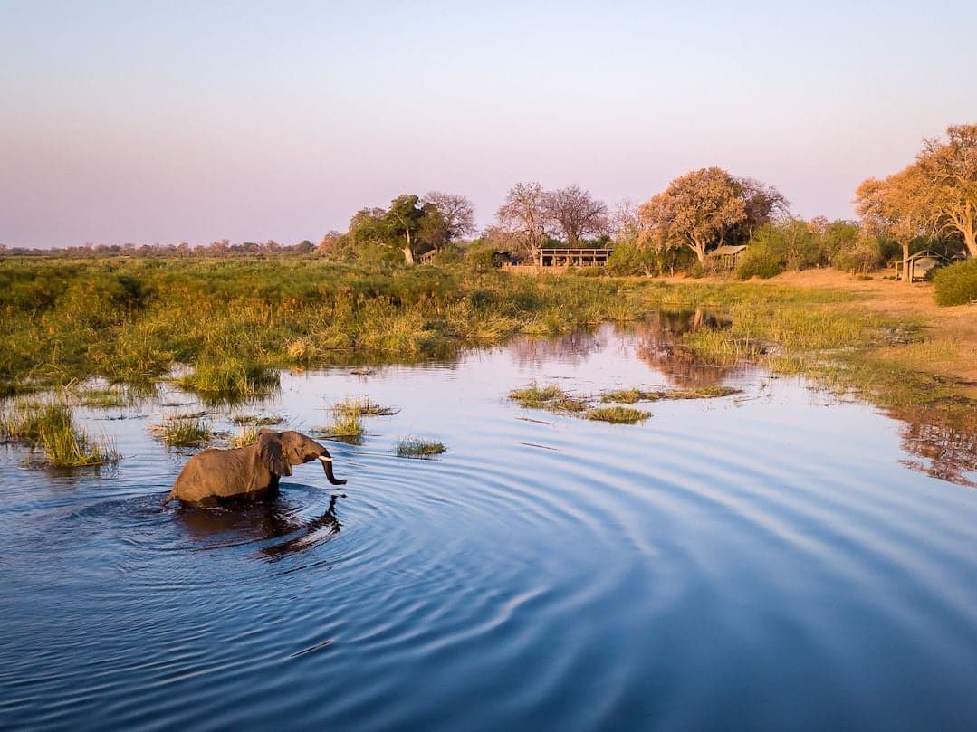 Botswana wilderness at golden hour