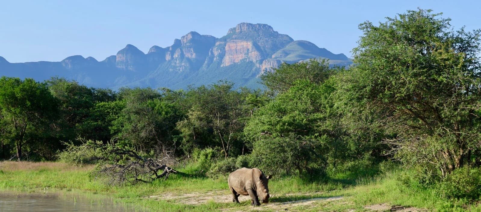 Rhino grazing below the Drakensberg escarpment