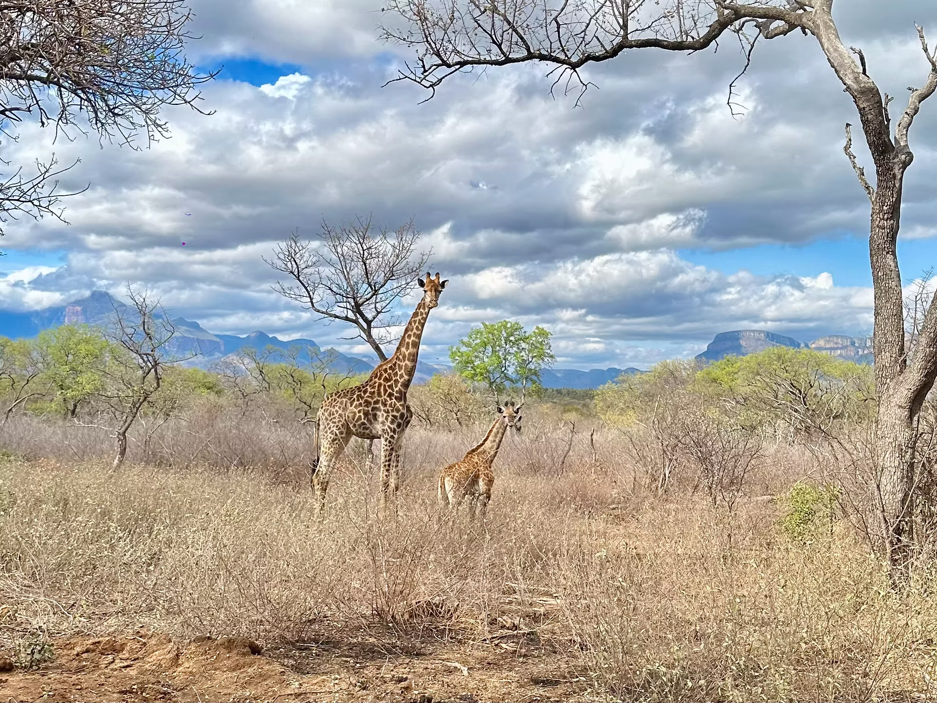Best time to go on safari in South Africa: summer vs winter