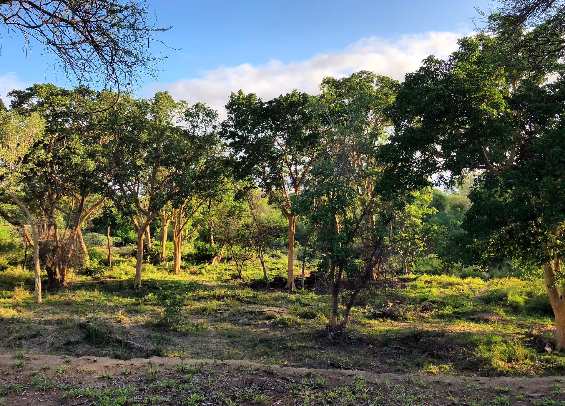 Booking a luxury safari: why using a specialist makes a difference