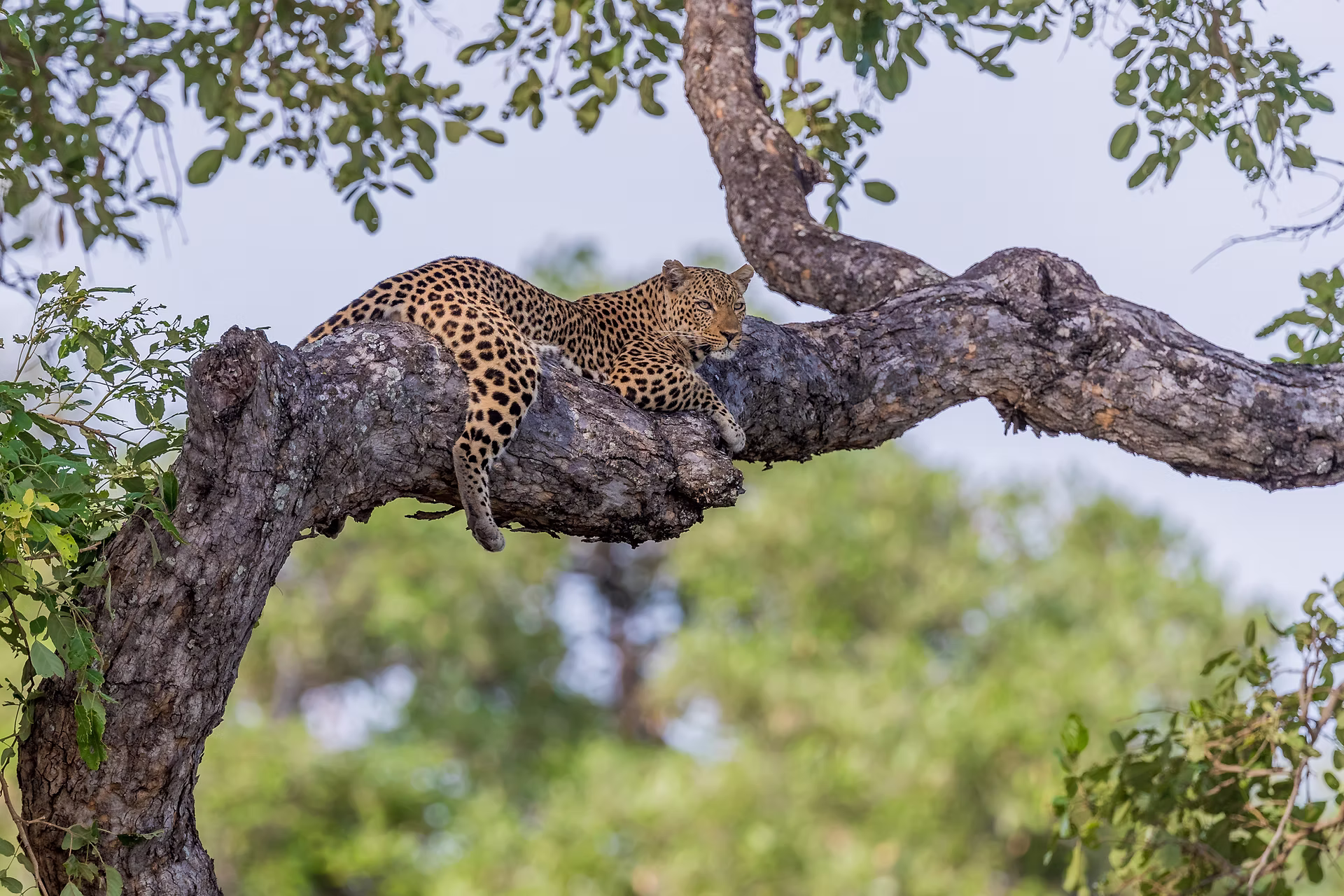 Luxury safari lodges near Johannesburg: exploring Pilanesberg