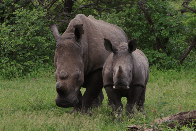Kruger National Park