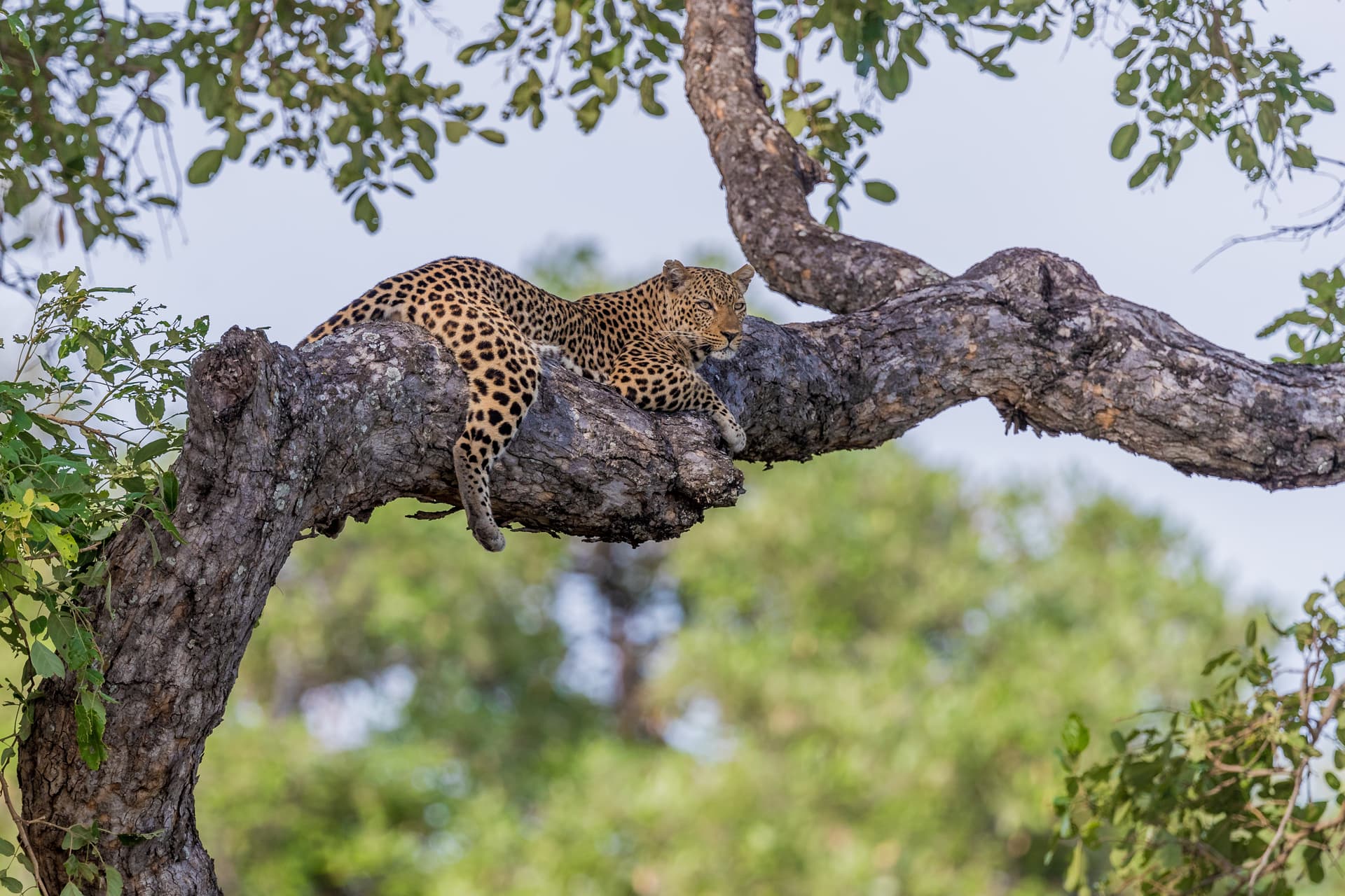 South African bushveld at golden hour