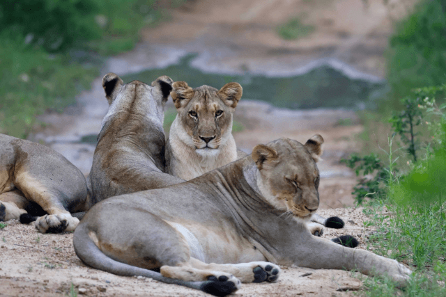 Timbavati Private Nature Reserve